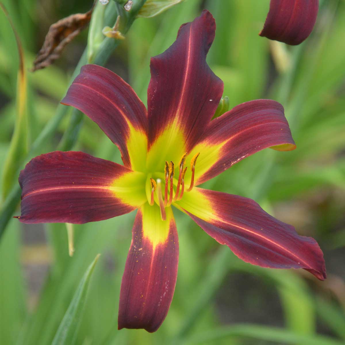 Hemerocallis 'I See Stars'<span>Taglilie</span>