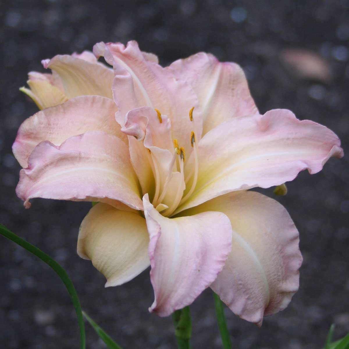 Hemerocallis 'Ice Cream Dream'<span>Taglilie</span>