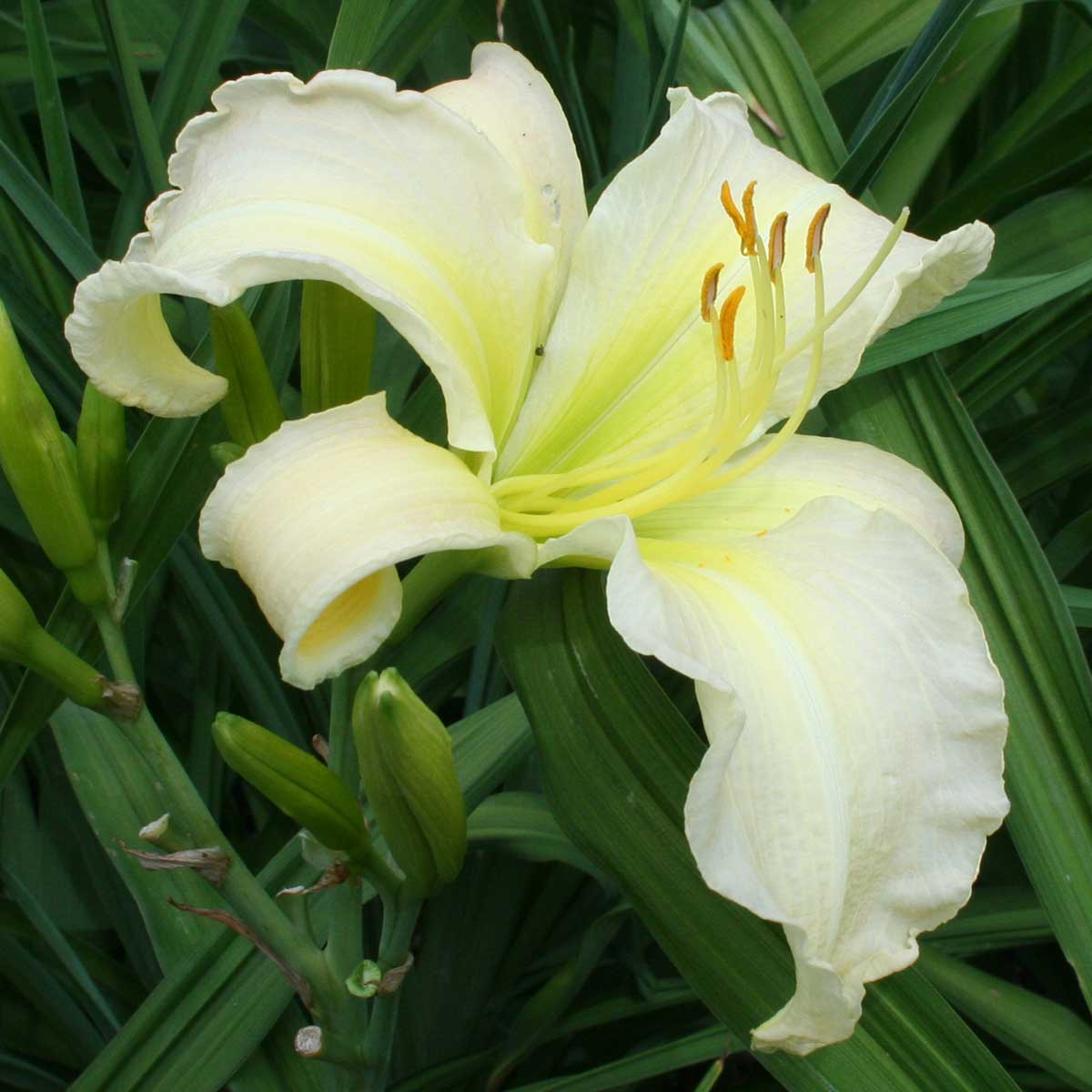 Hemerocallis 'If I Were A Shepherd'<span>Taglilie</span>