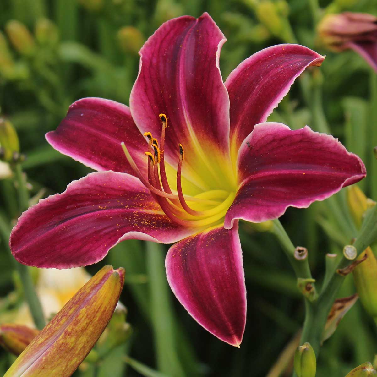 Hemerocallis 'Jade Star'<span>Taglilie</span>