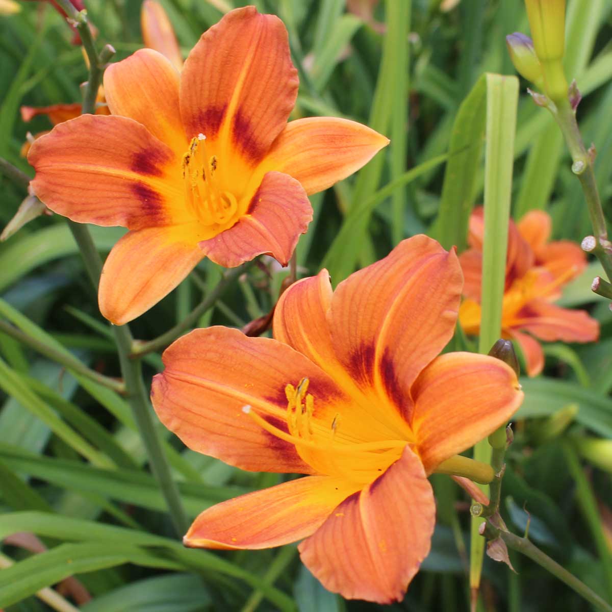 Hemerocallis 'Jenny Wren'<span>Taglilie</span>