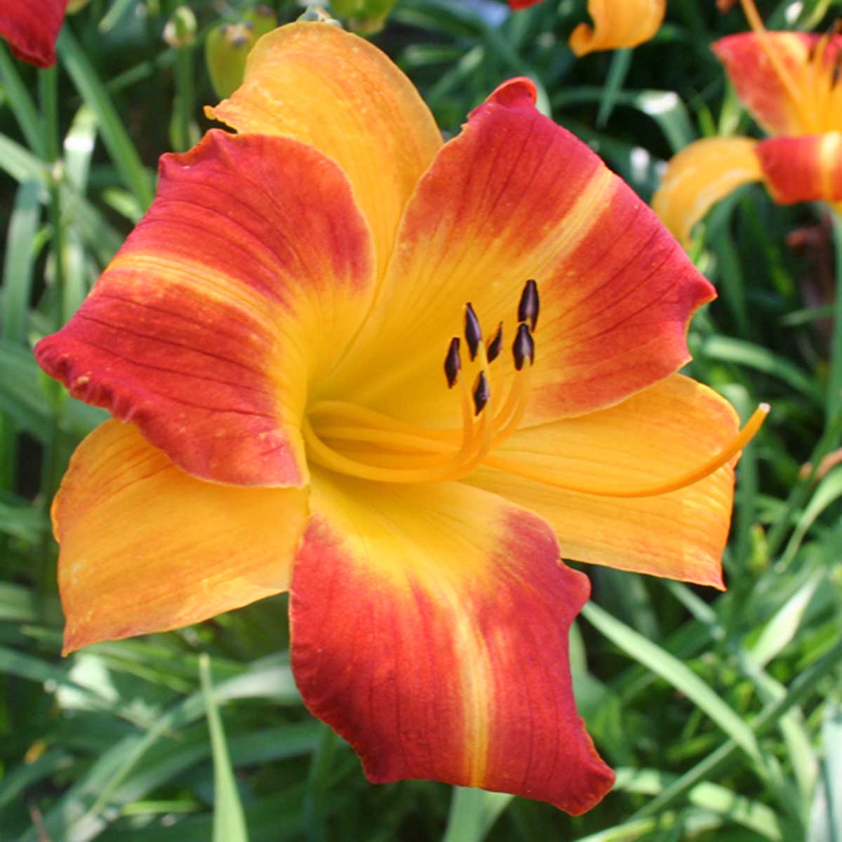 Hemerocallis 'Johnny Come Lately'<span>Taglilie</span>
