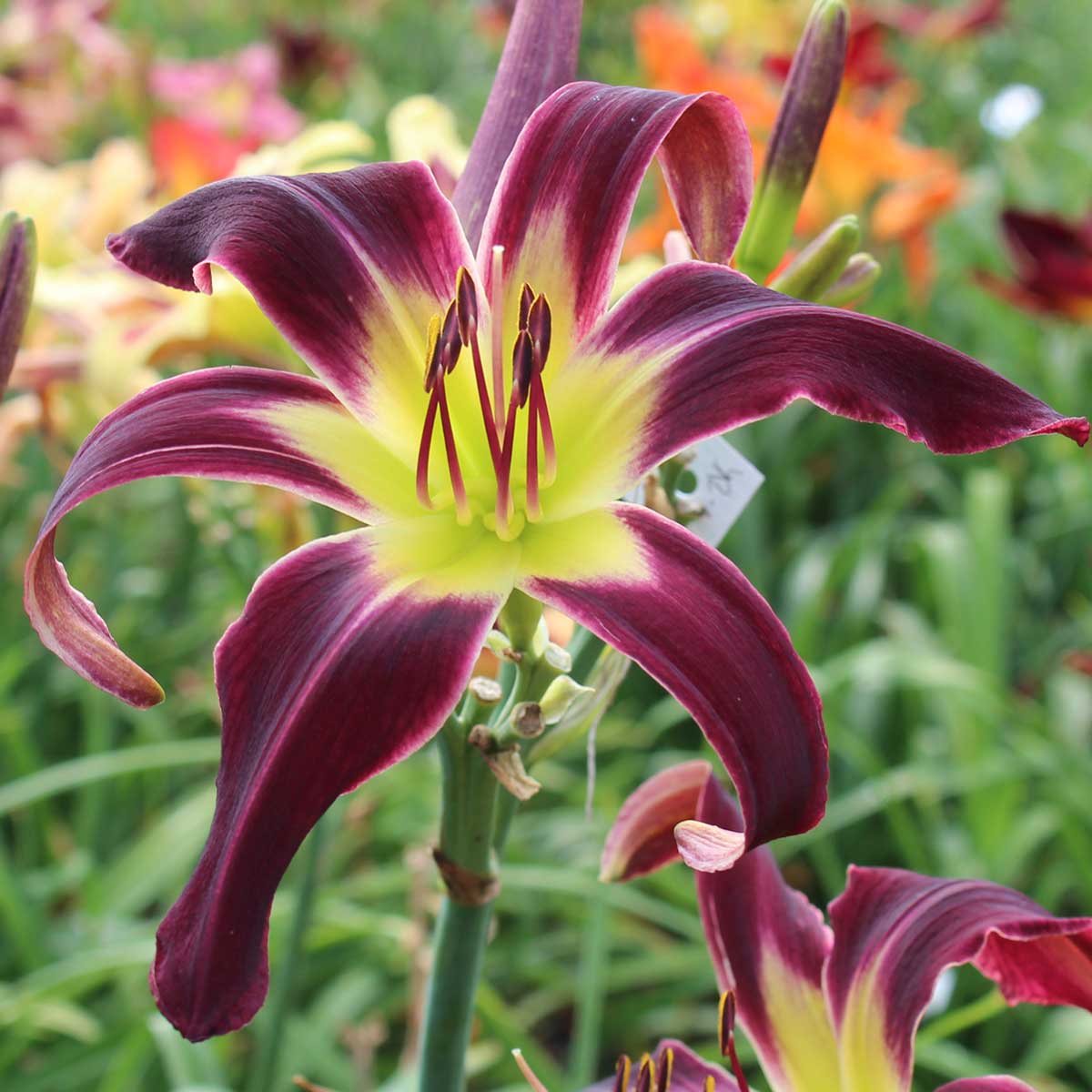 Hemerocallis 'Jumping Jack Flash'<span>Taglilie</span>