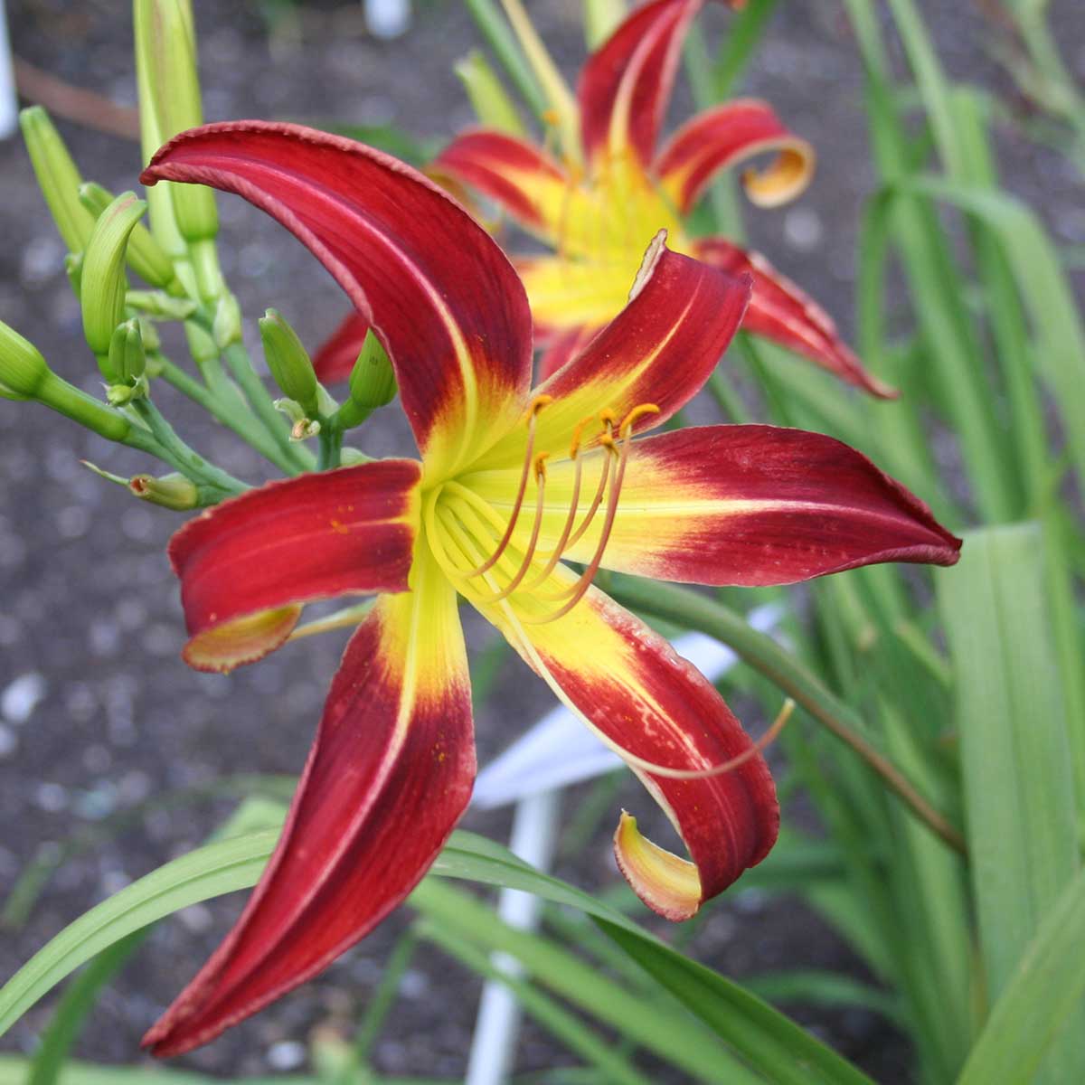 Hemerocallis 'Kachina Firecracker'<span>Taglilie</span>