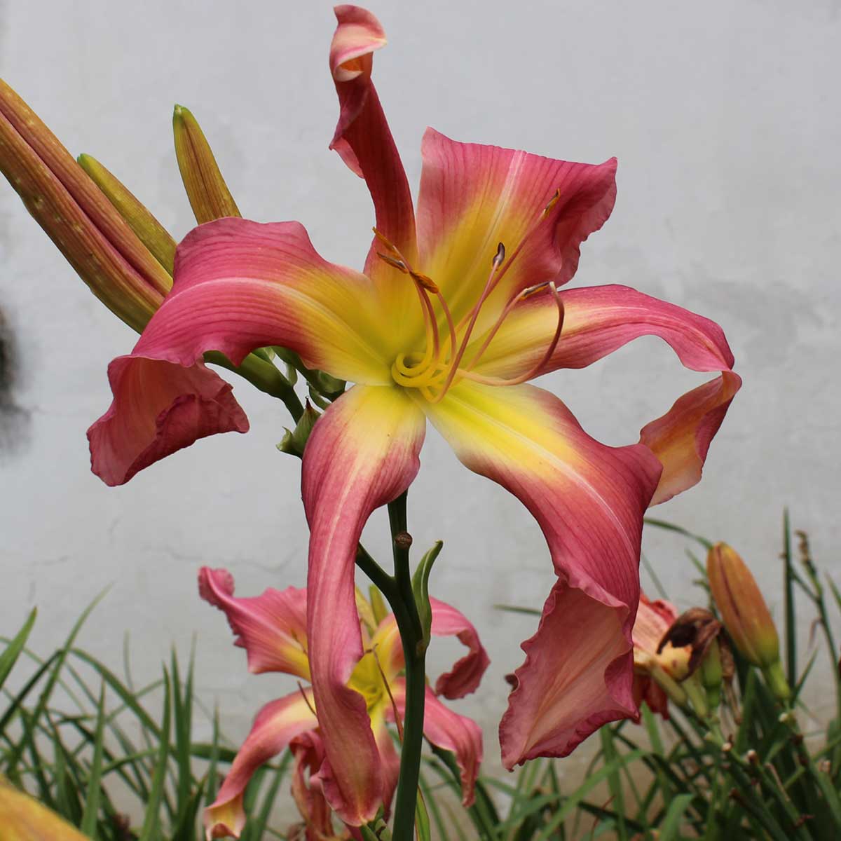 Hemerocallis 'Katharine Hepburn'<span>Taglilie</span>