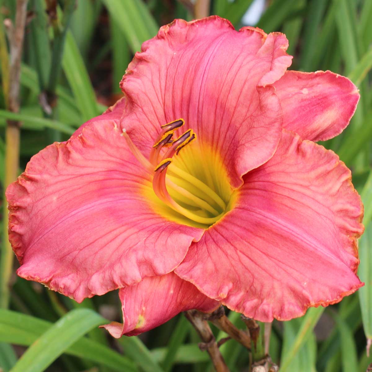 Hemerocallis 'Kathy Chenet'<span>Taglilie</span>