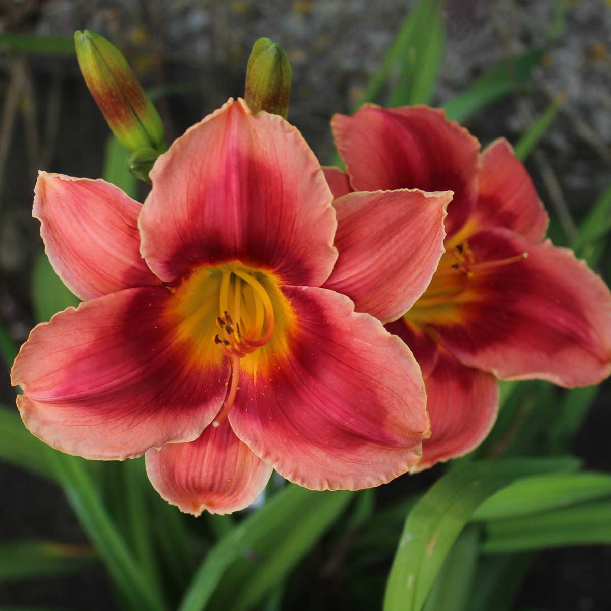 Hemerocallis 'Key to My Heart'<span>Taglilie</span>