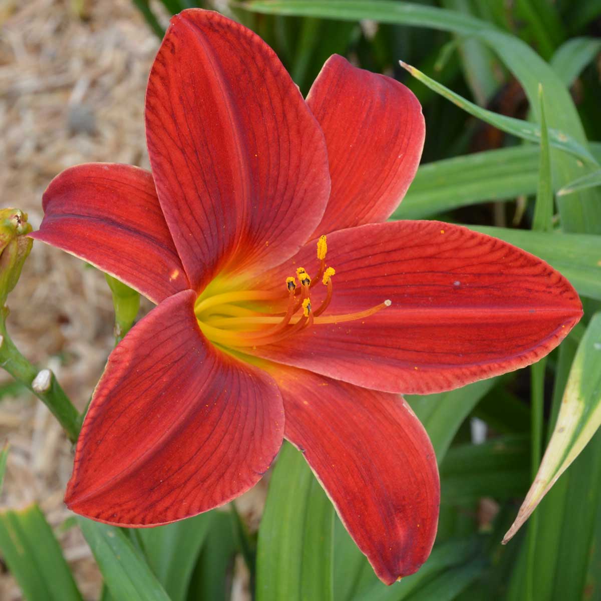 Hemerocallis 'Klaus Hadaschik'<span>Taglilie</span>