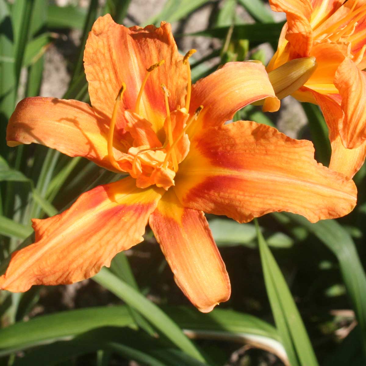 Hemerocallis fulva 'Kwanso Variegata'<span>Taglilie</span>