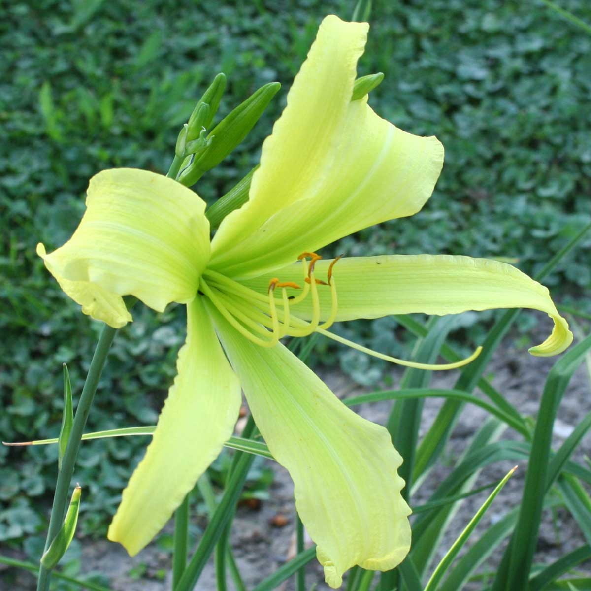 Hemerocallis 'Lady Fingers'<span>Taglilie</span>