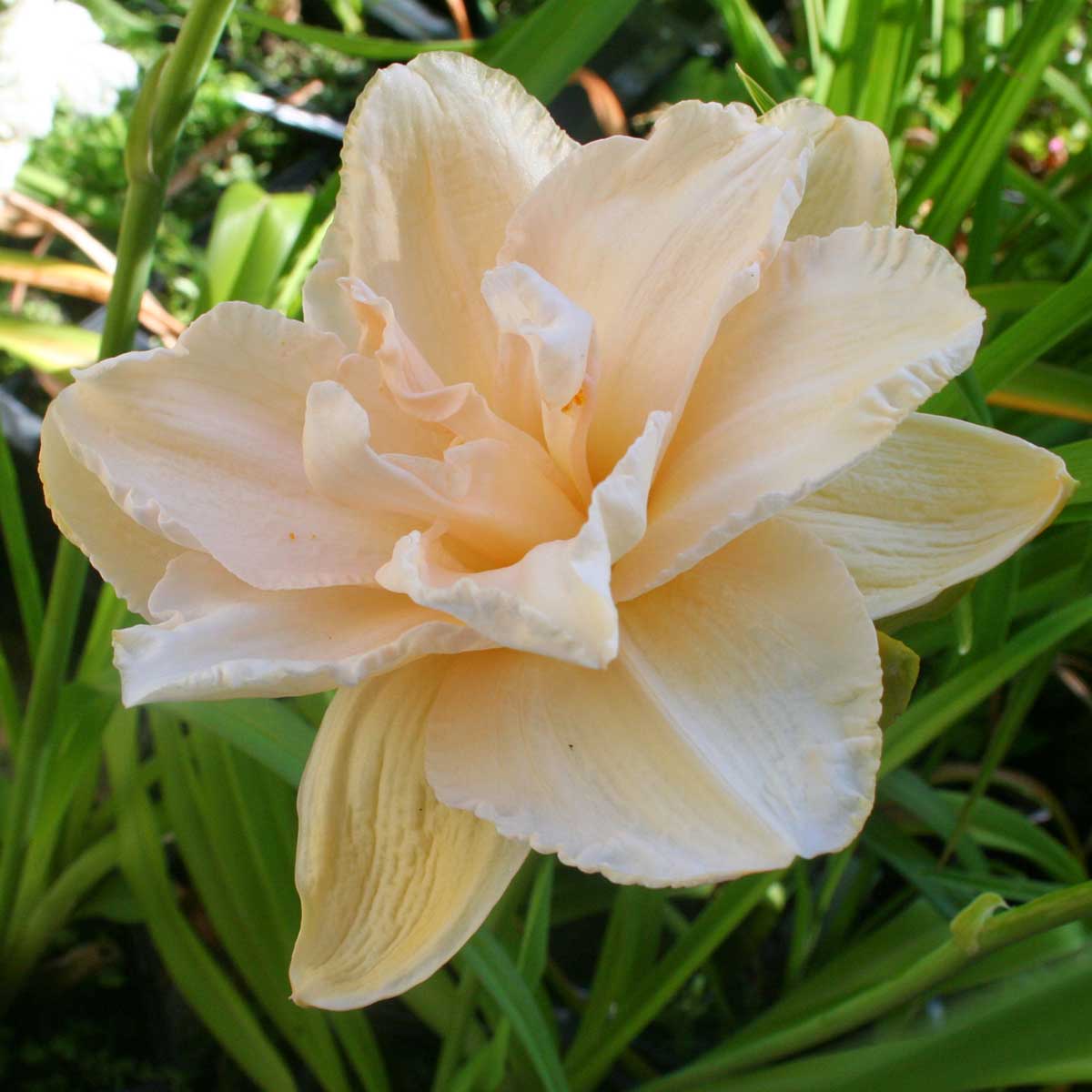 Hemerocallis 'Land of Cotton'<span>Taglilie</span>