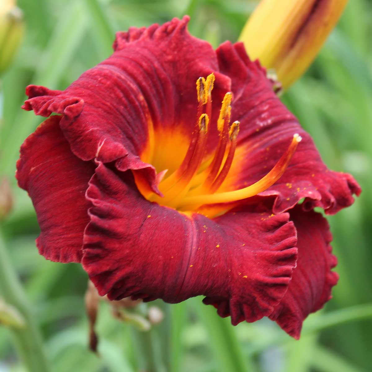 Hemerocallis 'Lil' Red Wagon'<span>Taglilie</span>