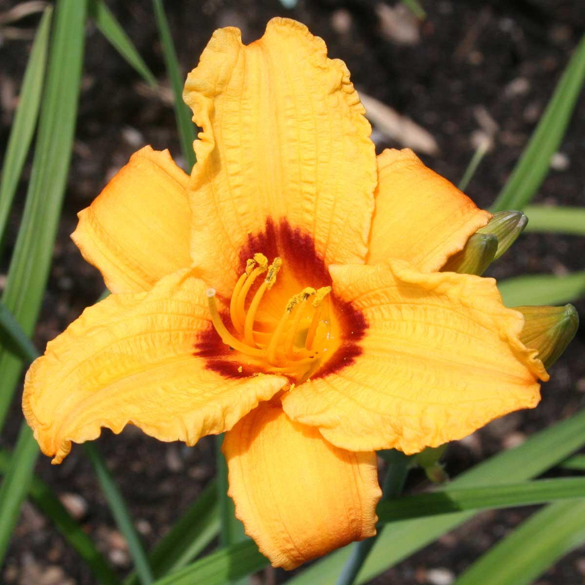 Hemerocallis 'Little Paul'<span>Taglilie</span>