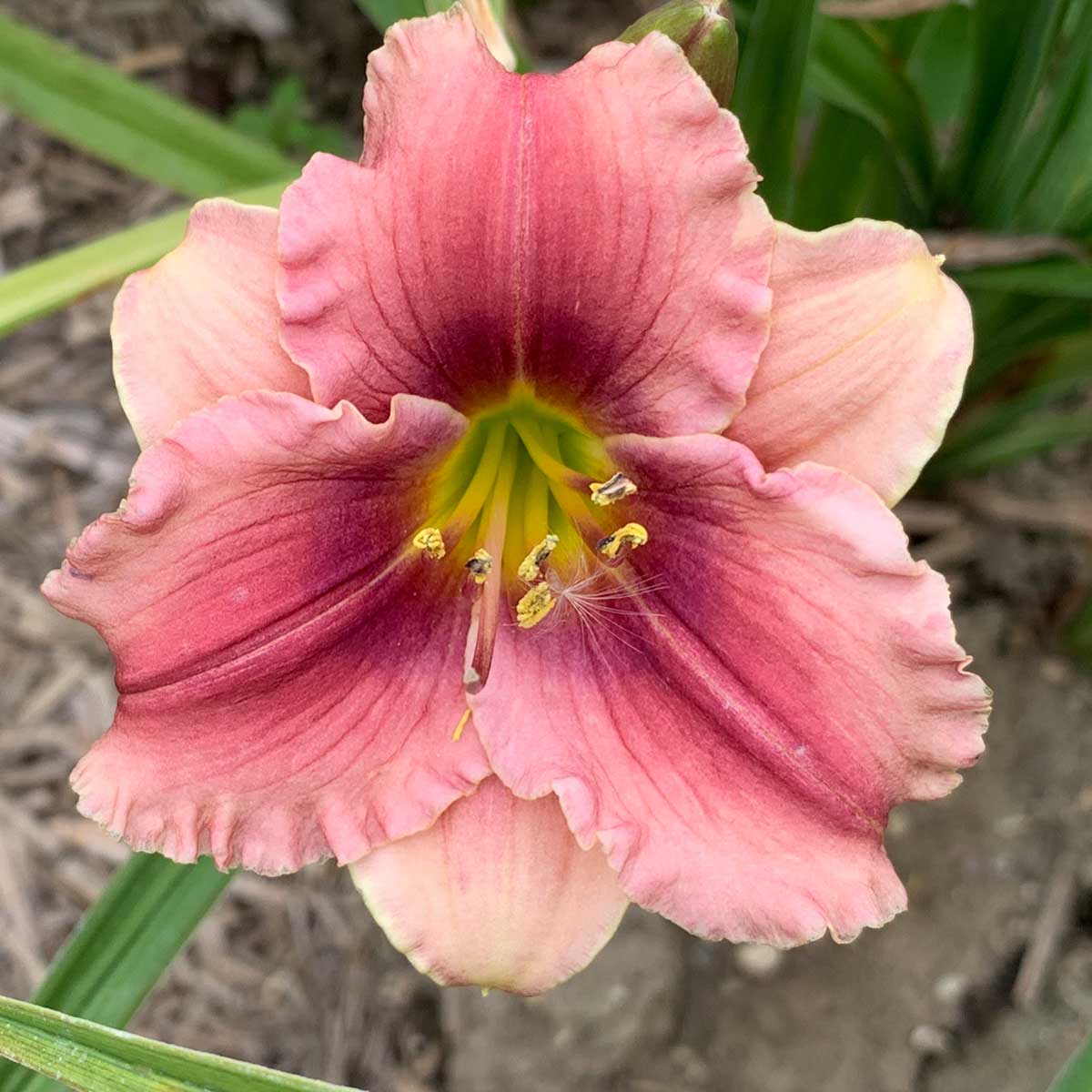 Hemerocallis 'Little Peter Piper'<span>Taglilie</span>