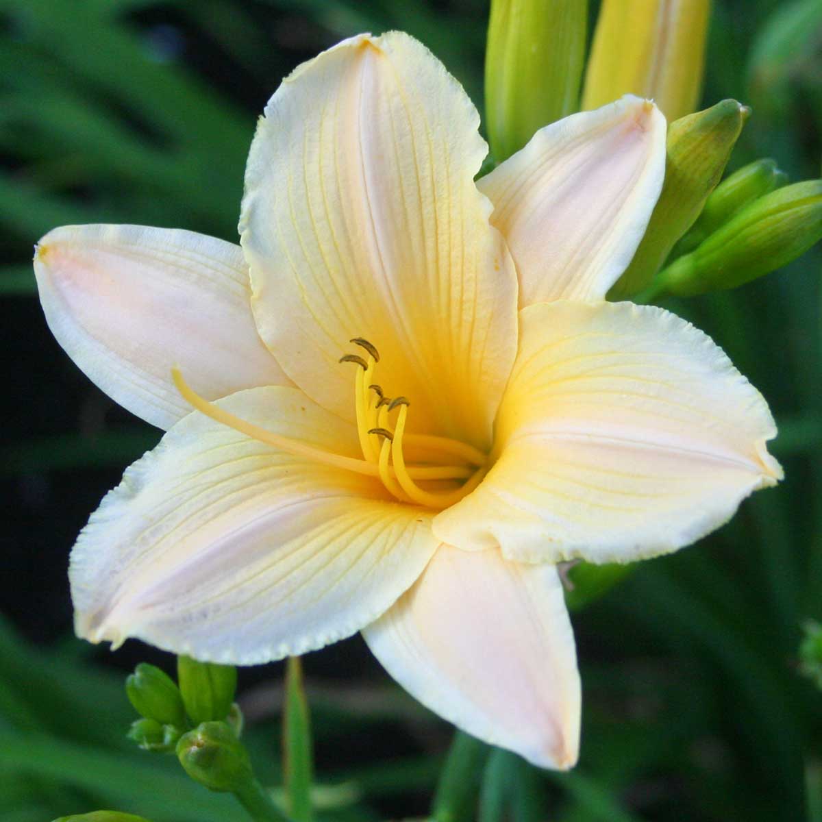 Hemerocallis 'Little Rainbow'<span>Taglilie</span>