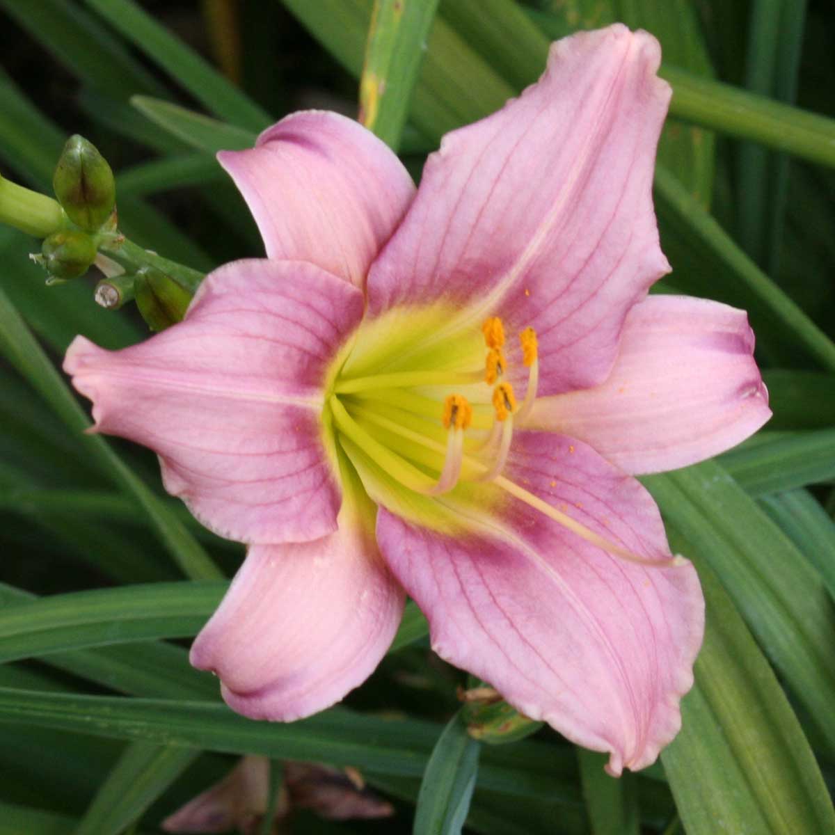 Hemerocallis 'Little Wart'<span>Taglilie</span>