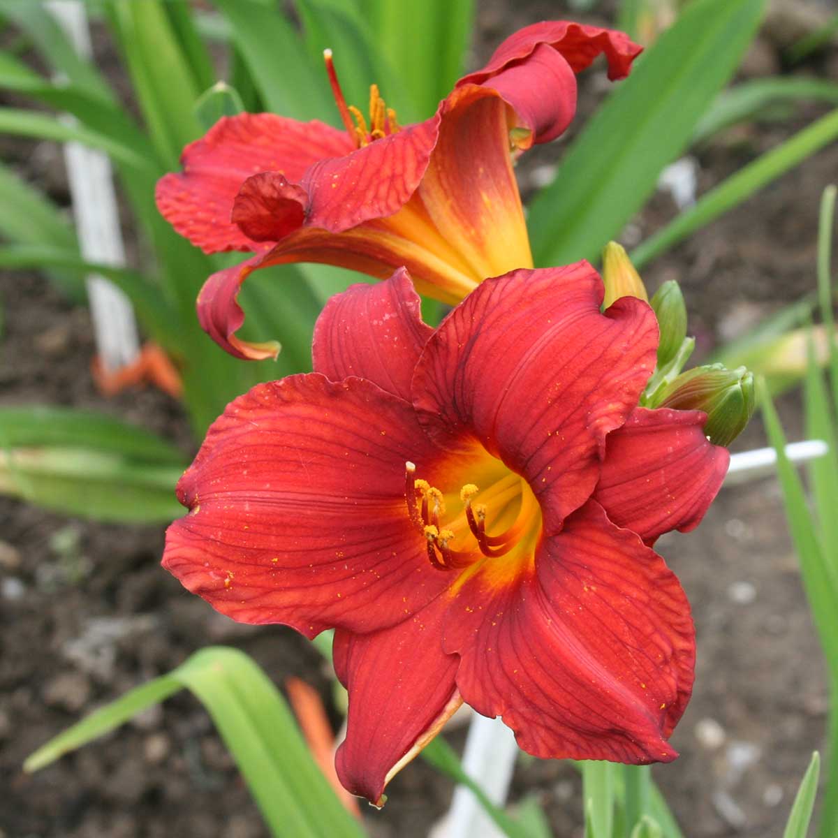 Hemerocallis 'Little Zinger'<span>Taglilie</span>