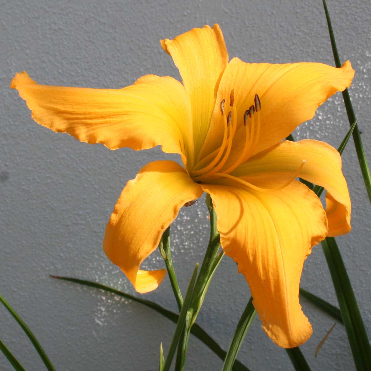 Hemerocallis 'Living In Amsterdam'<span>Taglilie</span>