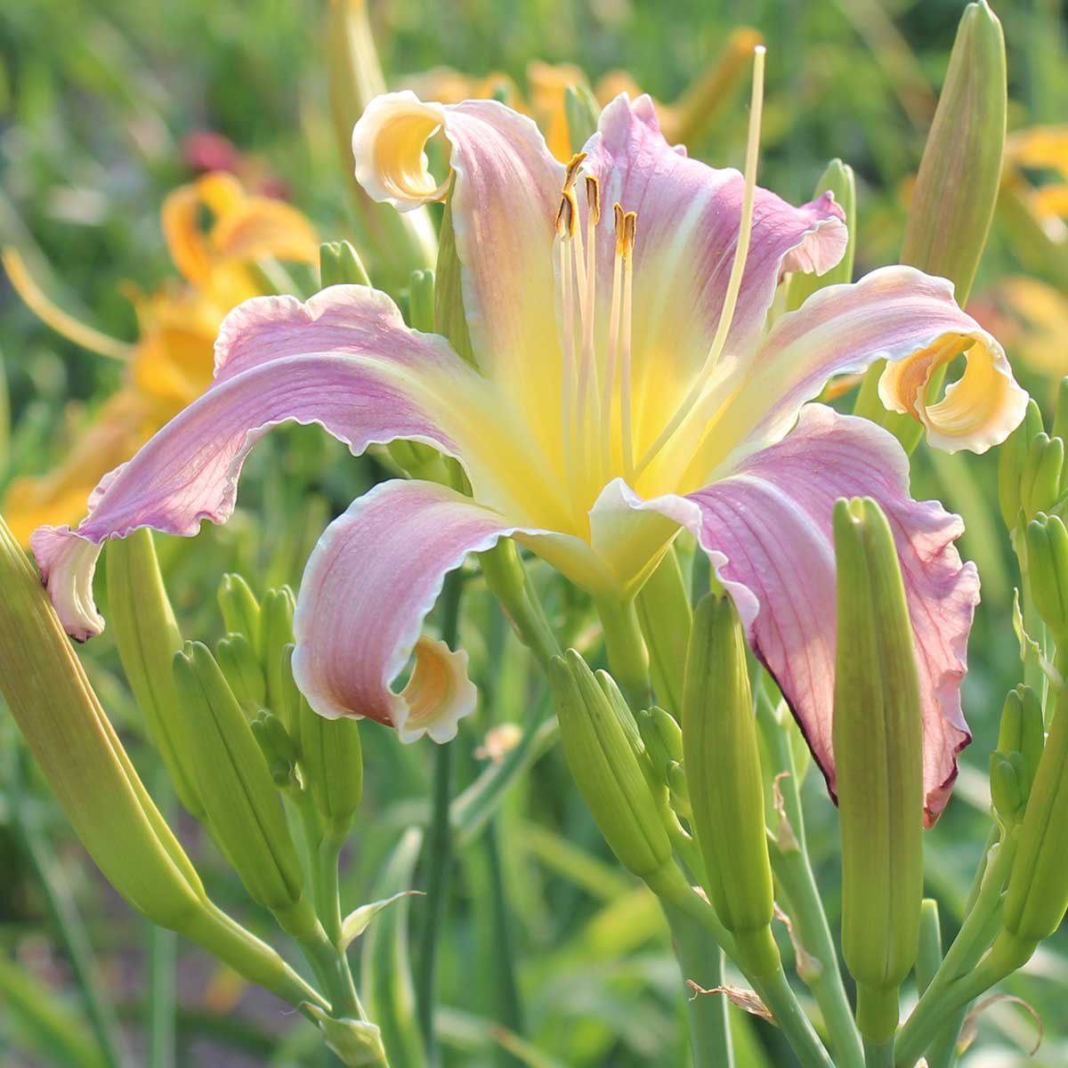 Hemerocallis 'Loch Ness Monster'<span>Taglilie</span>