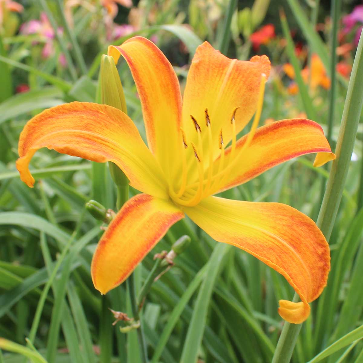 Hemerocallis 'Lotsa Dots'<span>Taglilie</span>