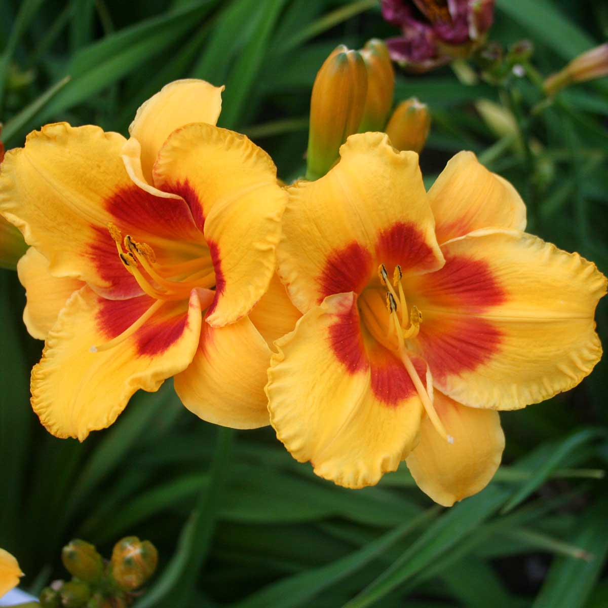 Hemerocallis 'Love Those Eyes'<span>Taglilie</span>