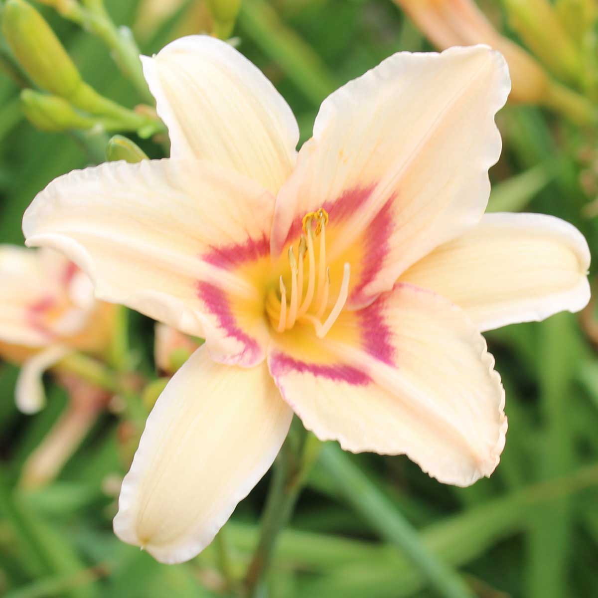Hemerocallis 'Lynn Hall'<span>Taglilie</span>