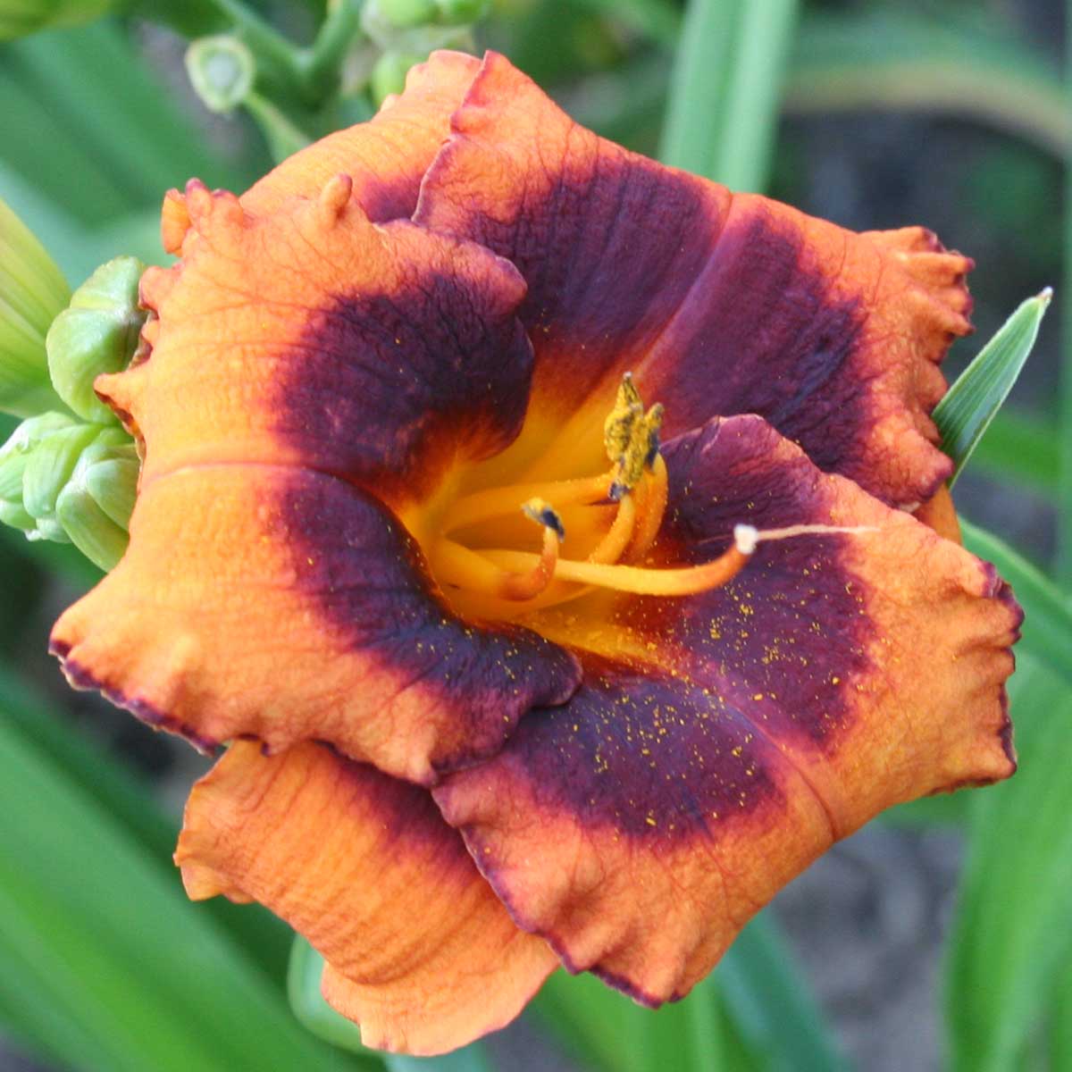 Hemerocallis 'Madeline Nettles Eyes'<span>Taglilie</span>