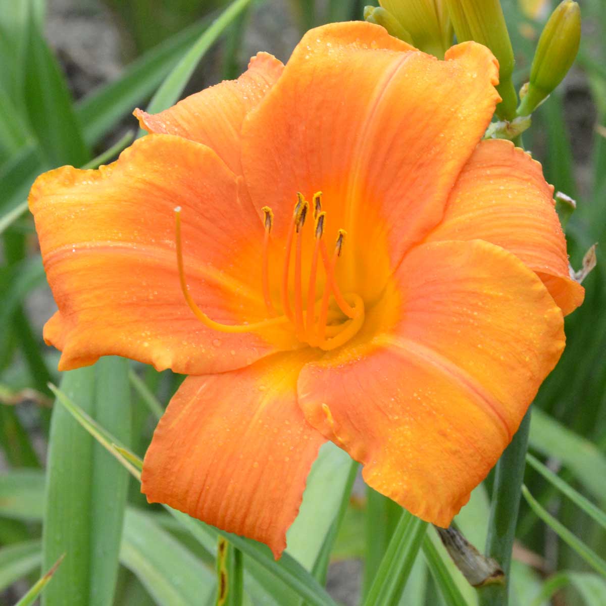 Hemerocallis 'Marianne Tamberg'<span>Taglilie</span>