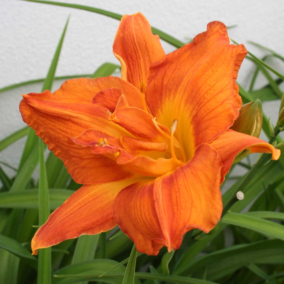 Hemerocallis 'Mary Brown'<span>Taglilie</span>