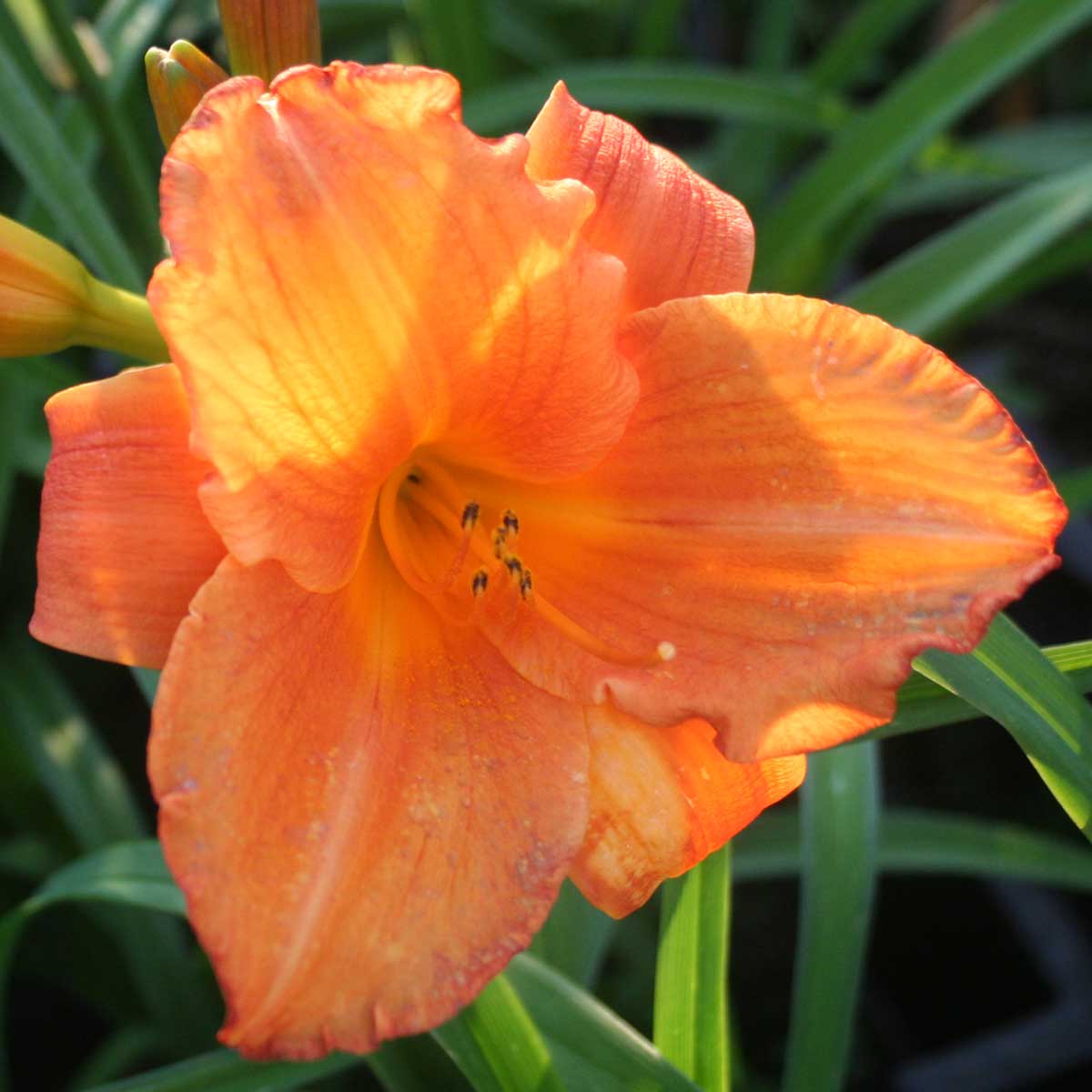 Hemerocallis 'Mauna Loa'<span>Taglilie</span>