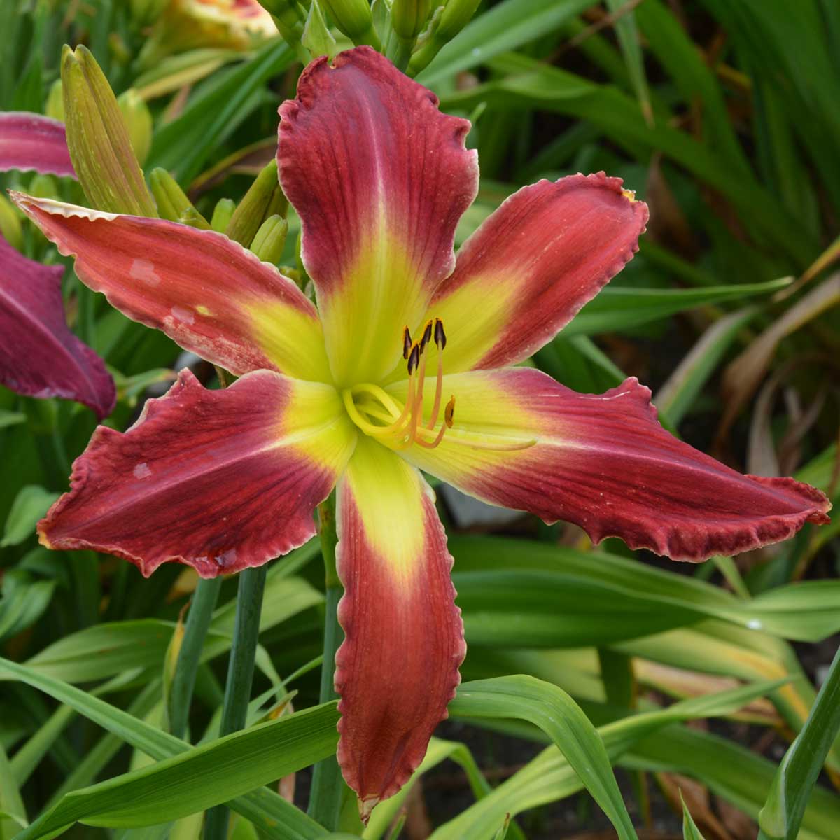 Hemerocallis 'Megatron'<span>Taglilie</span>