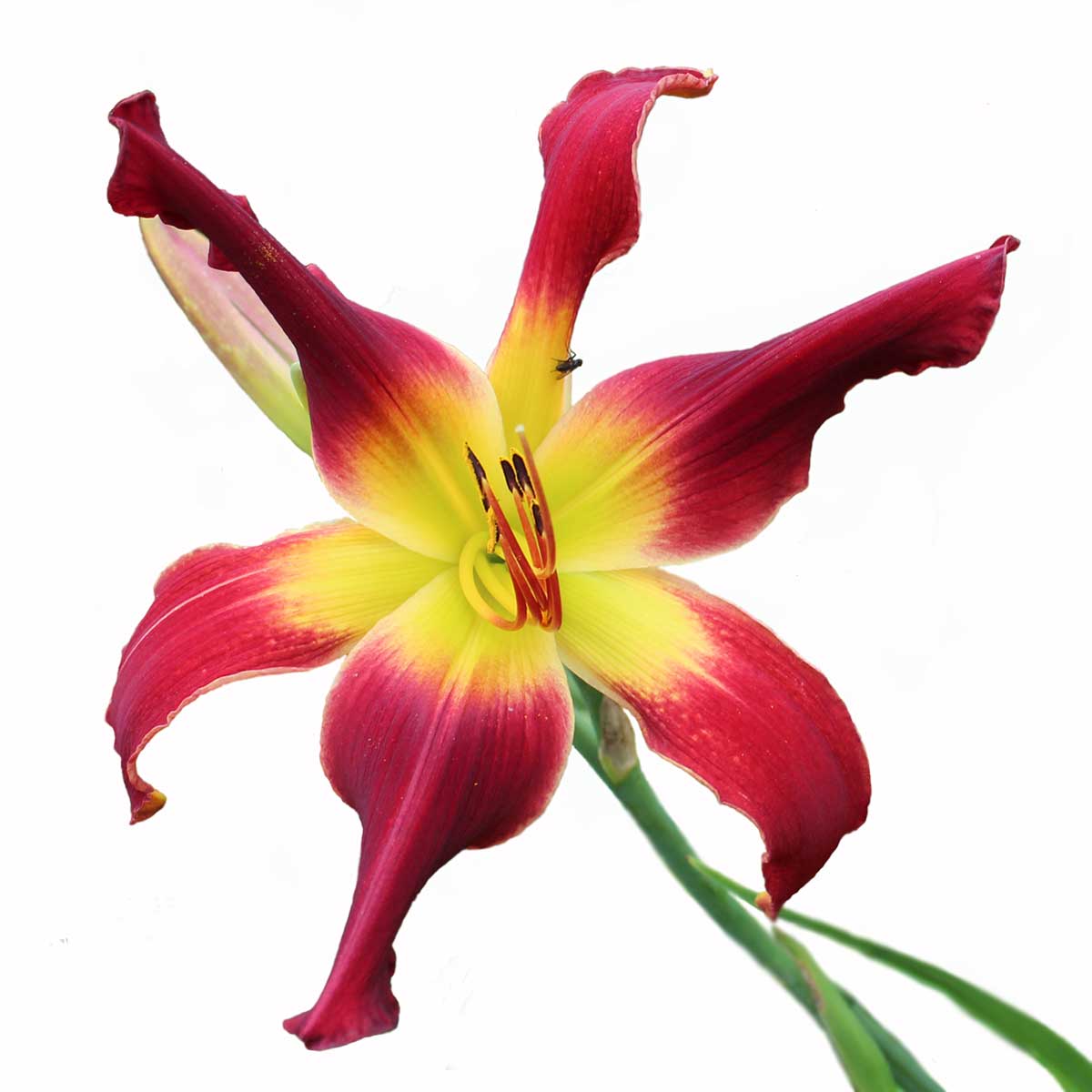 Hemerocallis 'Mephisto Waltz'<span>Taglilie</span>