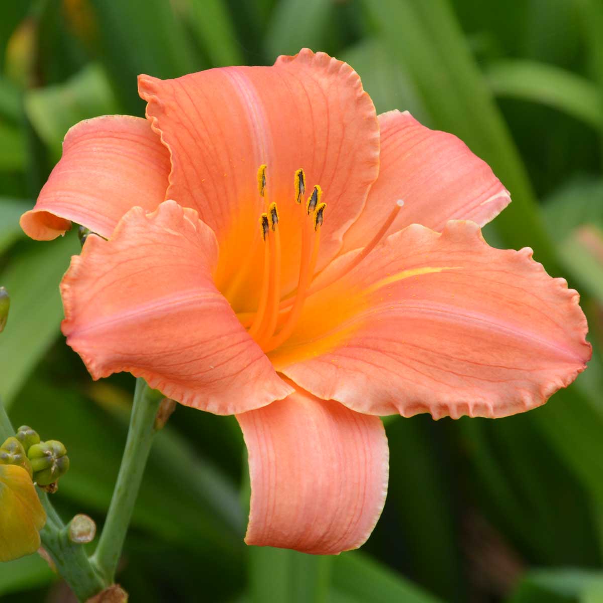 Hemerocallis 'Merinda'<span>Taglilie</span>