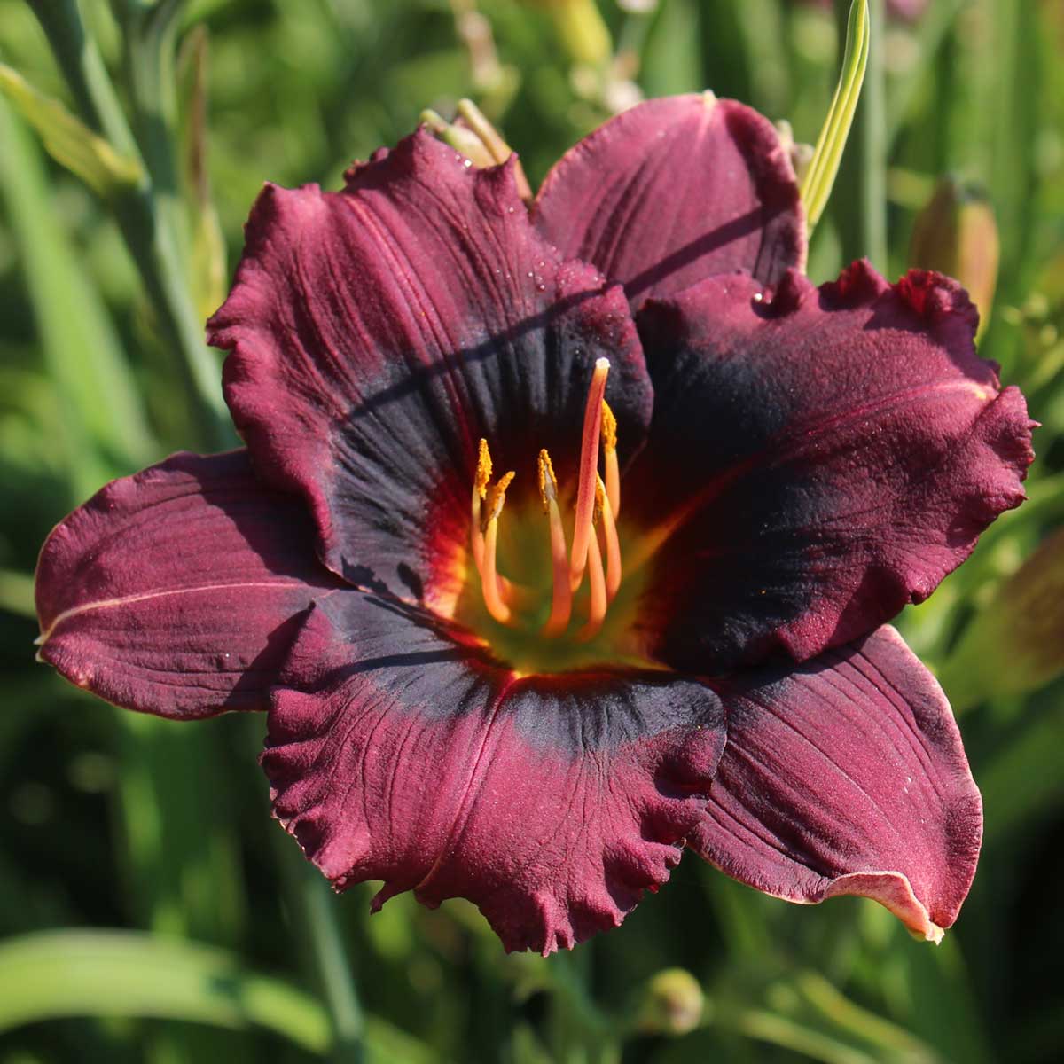Hemerocallis 'Midnight Dynamite'<span>Taglilie</span>
