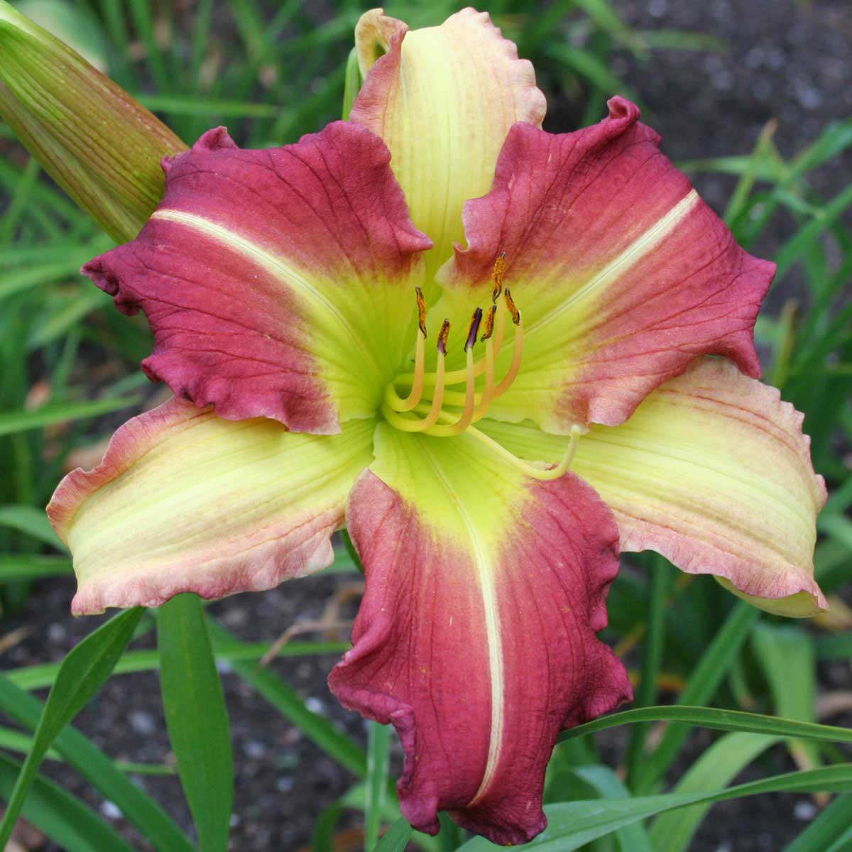 Hemerocallis 'Mike Reed'<span>Taglilie</span>