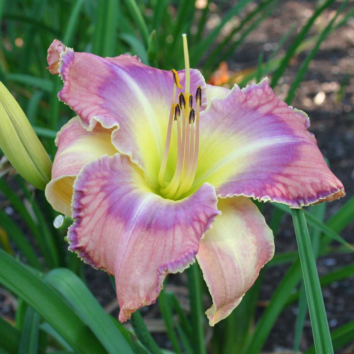 Hemerocallis 'Mildred Mitchell'<span>Taglilie</span>