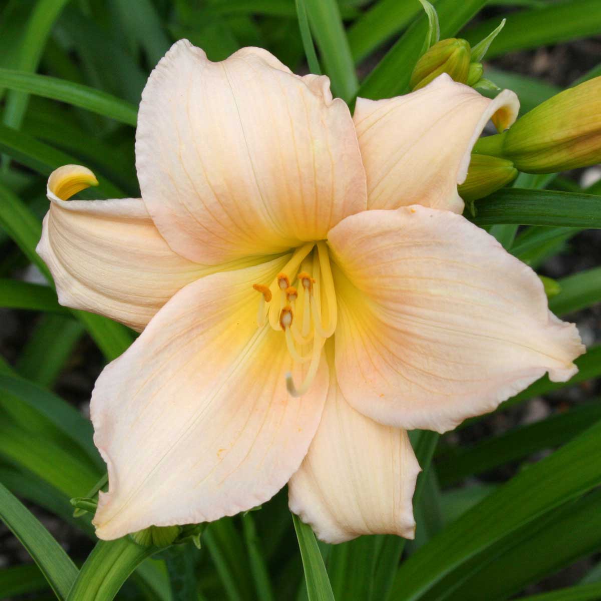 Hemerocallis 'Mini Pearl'<span>Taglilie</span>
