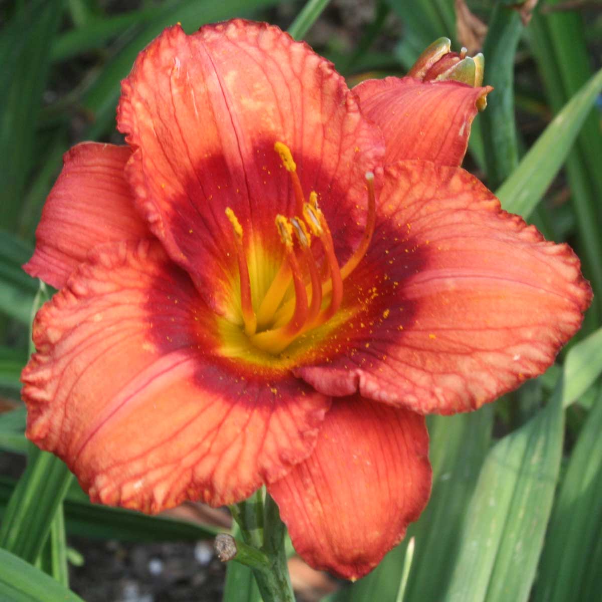 Hemerocallis 'Mister Lucky'<span>Taglilie</span>