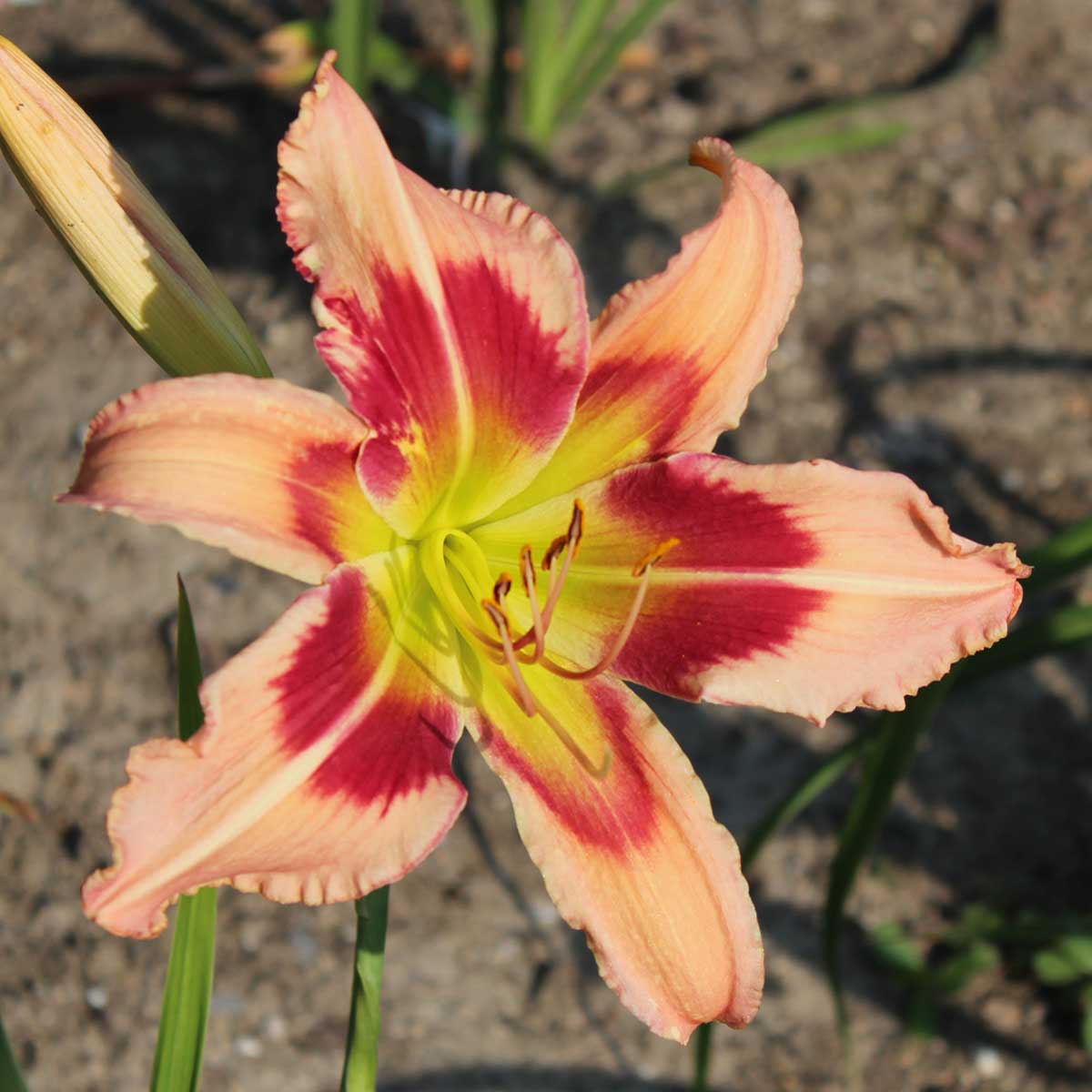 Hemerocallis 'Monkian'<span>Taglilie</span>