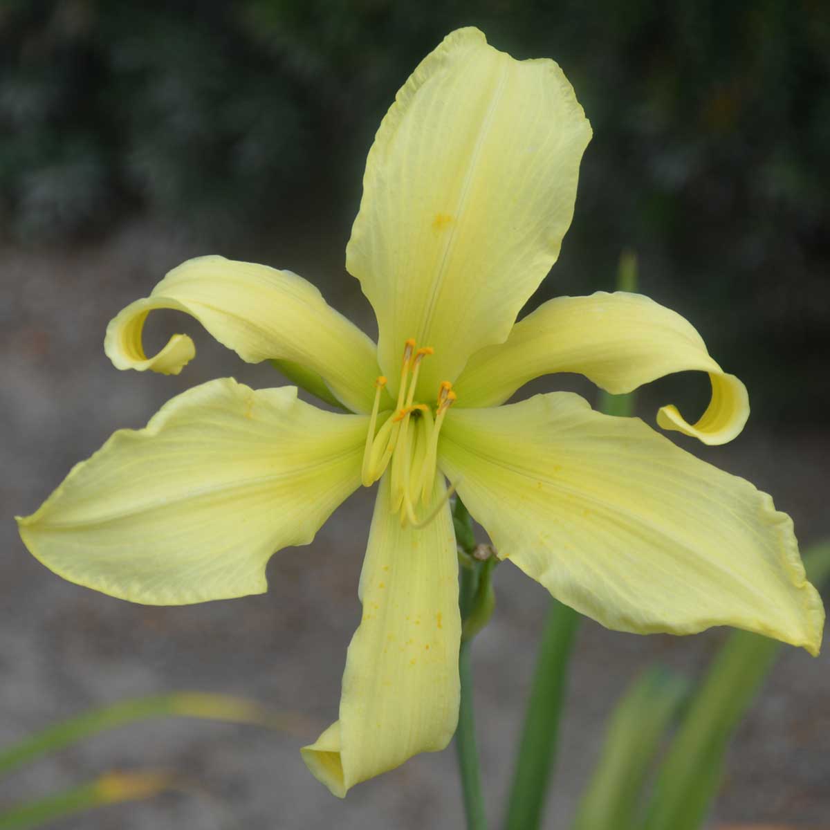 Hemerocallis 'Moonlit Summerbird'<span>Taglilie</span>