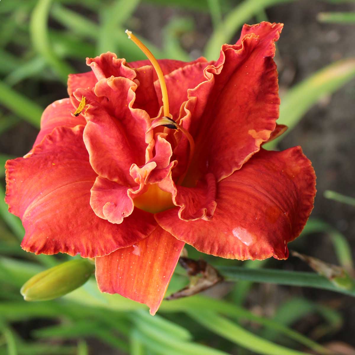 Hemerocallis 'Moses Fire'<span>Taglilie</span>