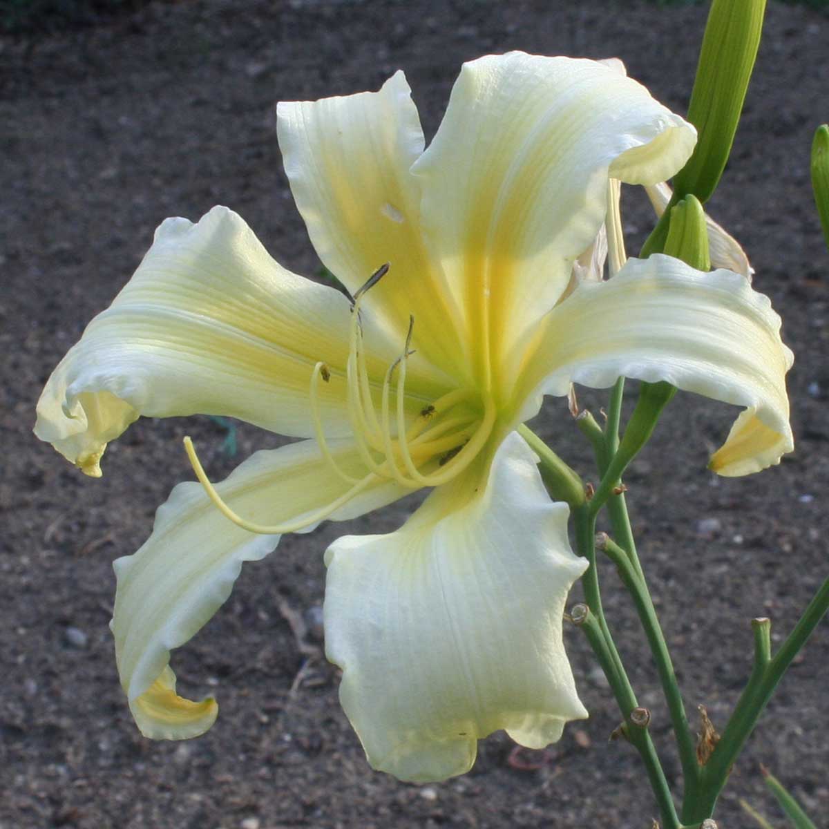 Hemerocallis 'Mount Echo Sunrise'<span>Taglilie</span>