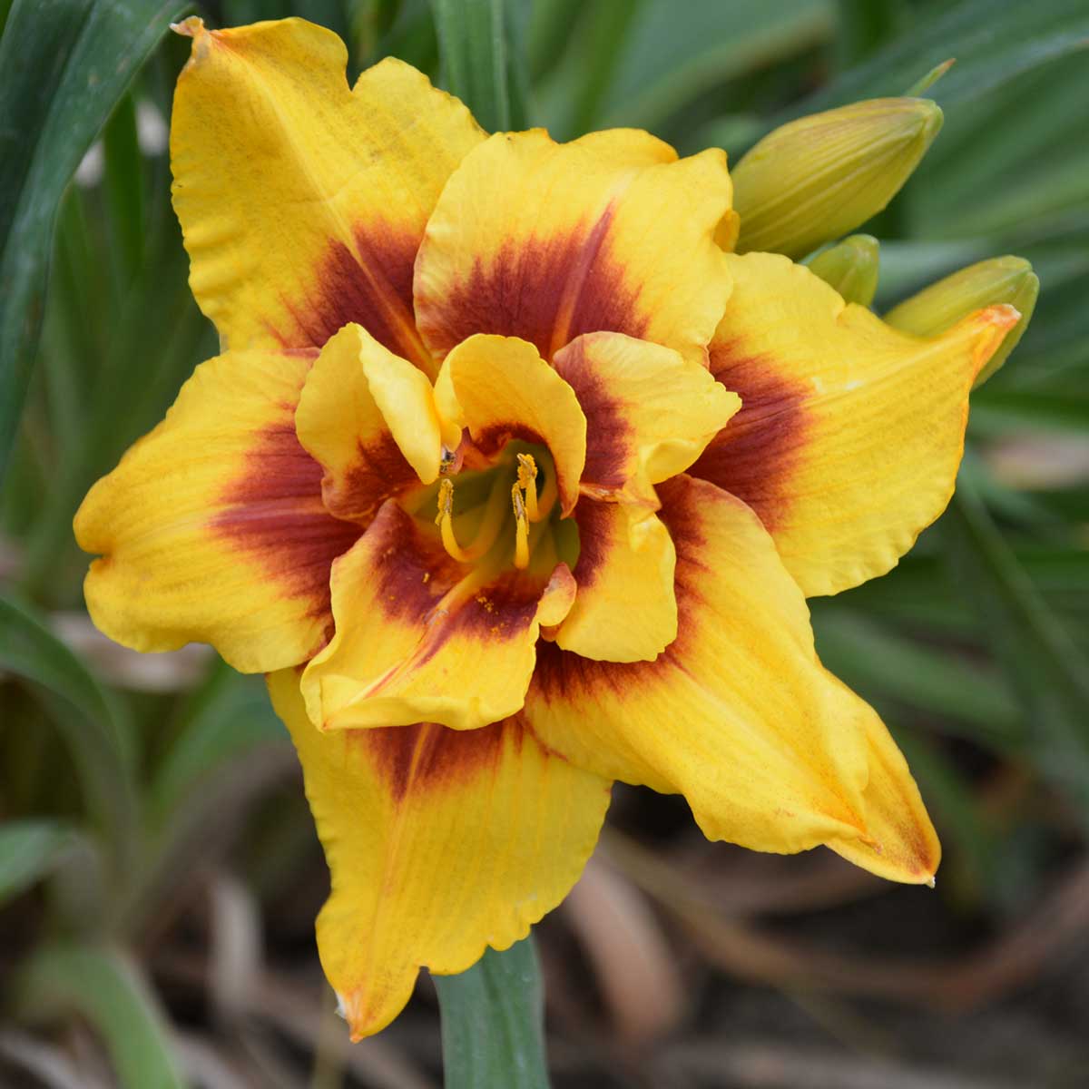 Hemerocallis 'Mount Helena'<span>Taglilie</span>