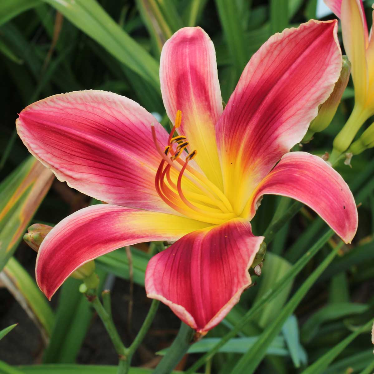Hemerocallis 'My Heart Belongs to Daddy'<span>Taglilie</span>