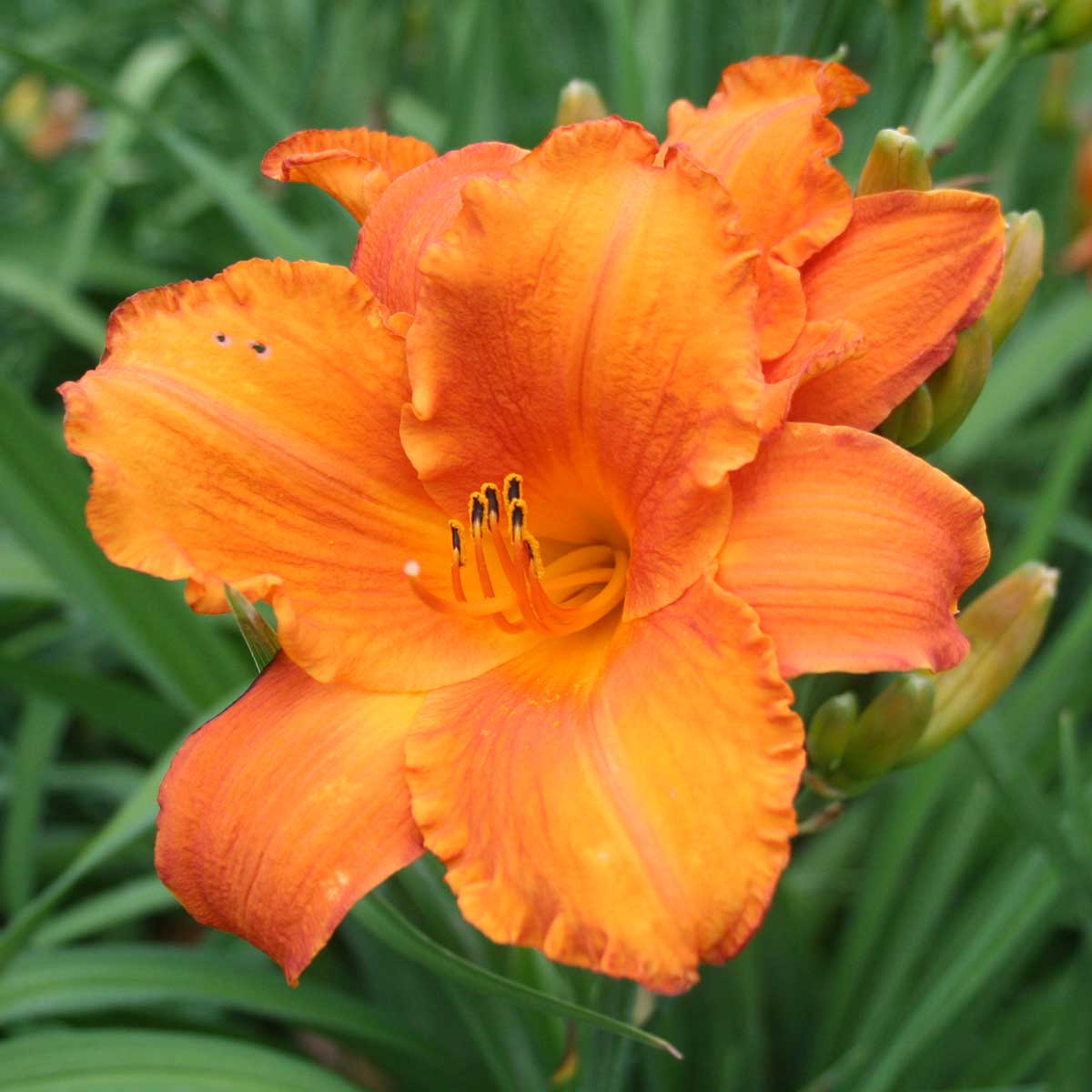 Hemerocallis 'My Reggae Tiger'<span>Taglilie</span>