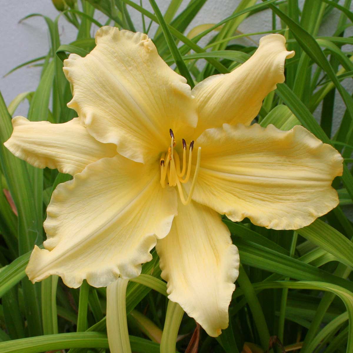Hemerocallis 'Mynelle Starfish'<span>Taglilie</span>