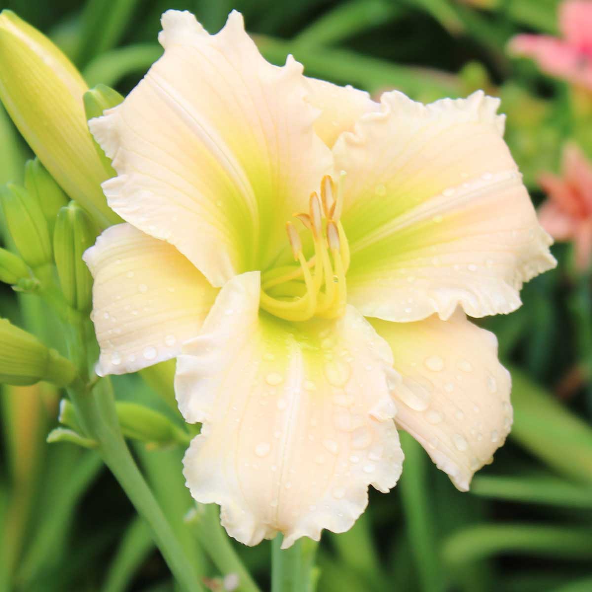 Hemerocallis 'Nancy Britz'<span>Taglilie</span>