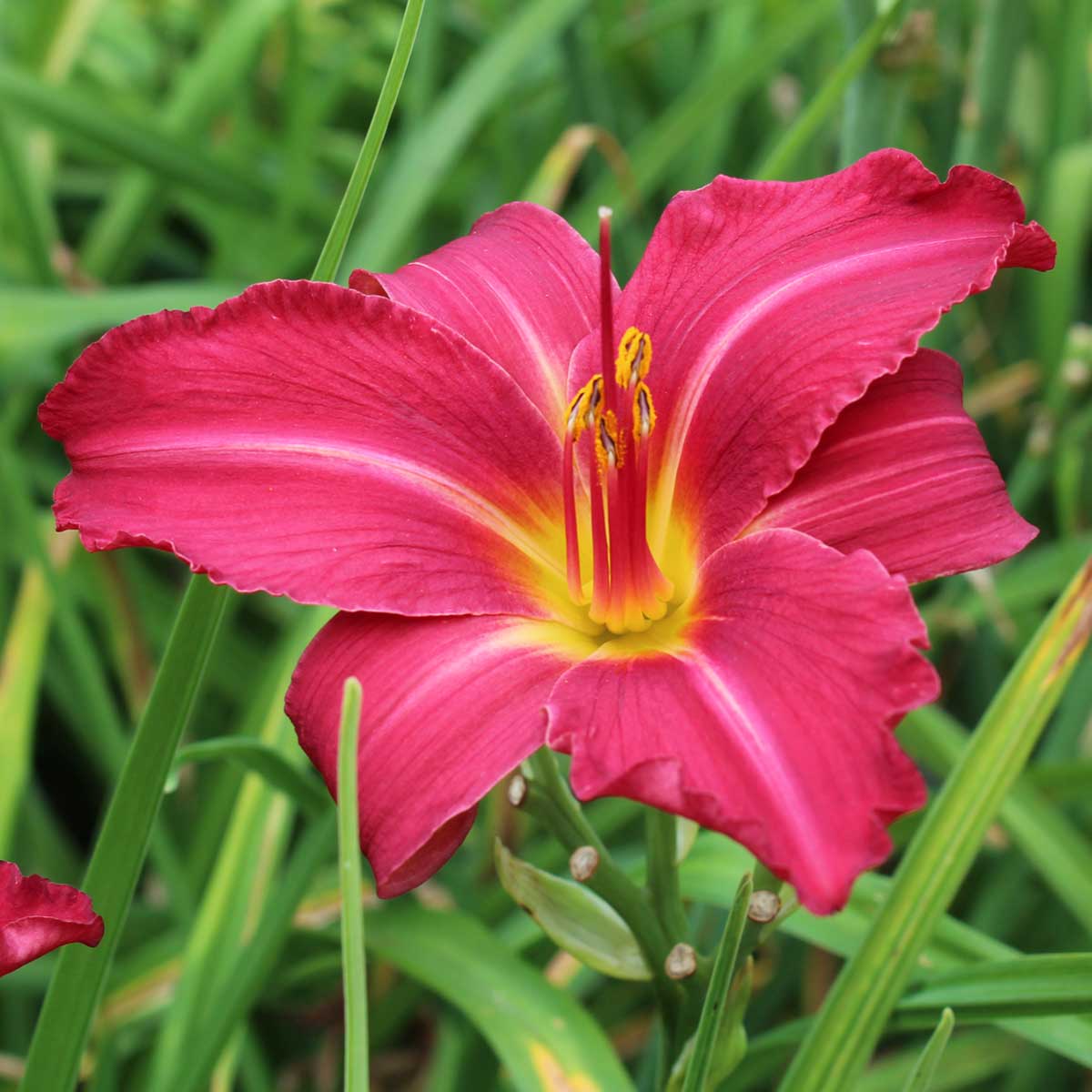 Hemerocallis 'New Note'<span>Taglilie</span>