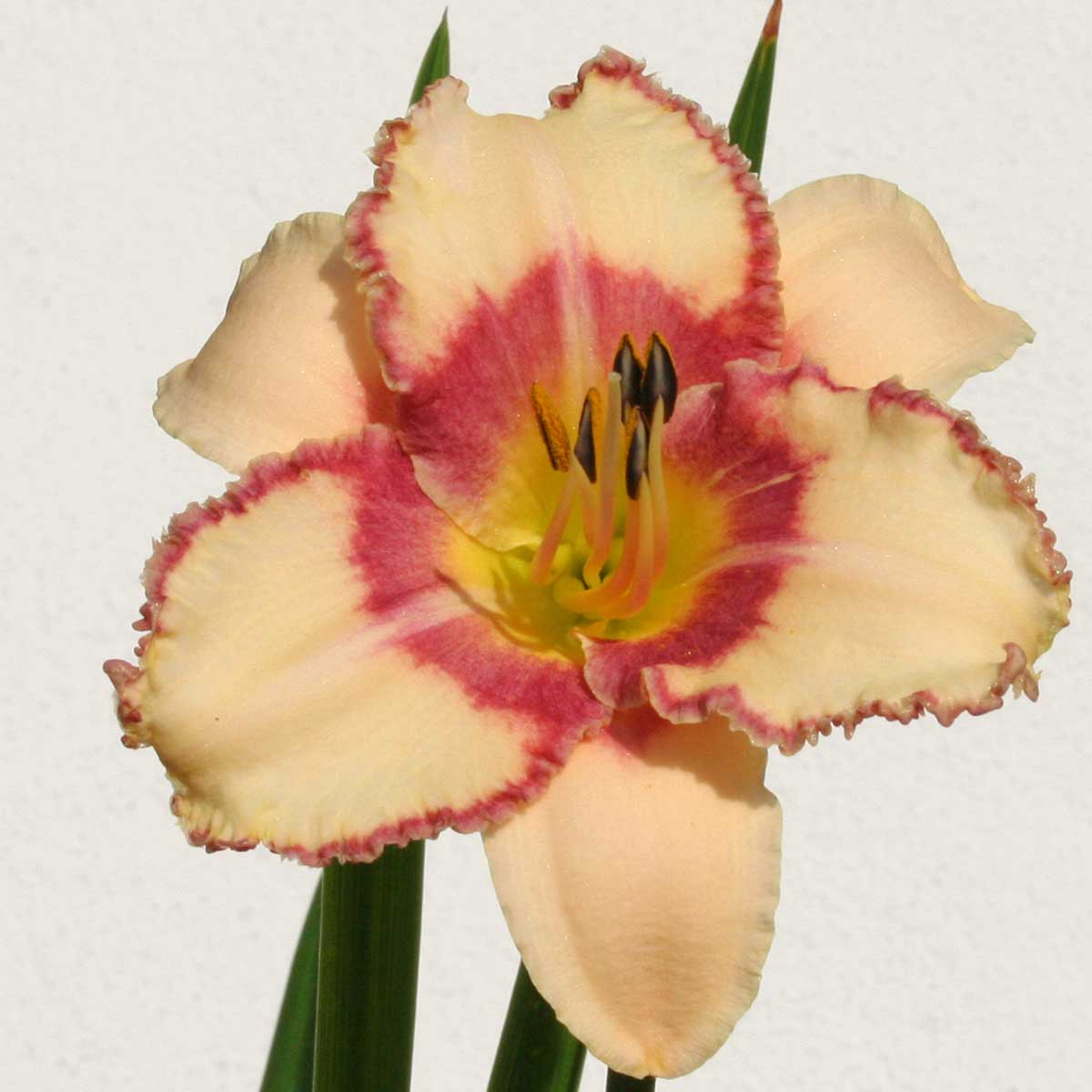 Hemerocallis 'New Quest'<span>Taglilie</span>