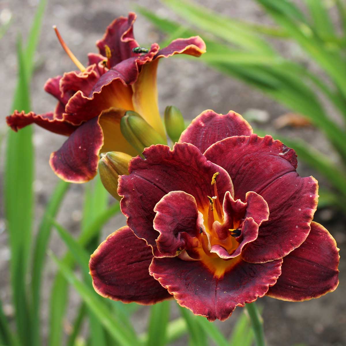 Hemerocallis 'Night Embers'<span>Taglilie</span>